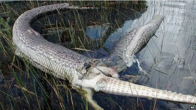 बर्मा का अजगर