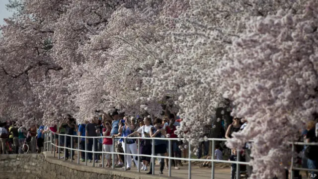 अमरीका में नैशनल चेरी ब्लॉसम फेस्टिवल