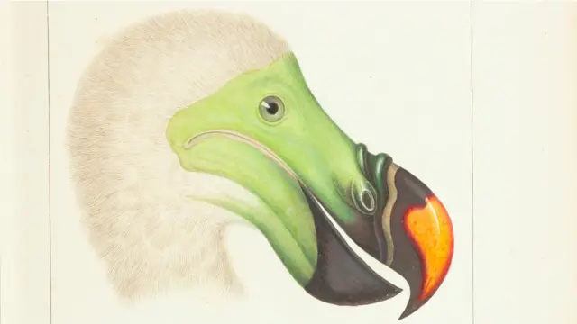 Livro publicado em 1844 traz espécies extintas e outras difíceis de serem identificadas.