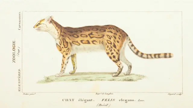 Livro publicado em 1844 traz espécies extintas e outras difíceis de serem identificadas.