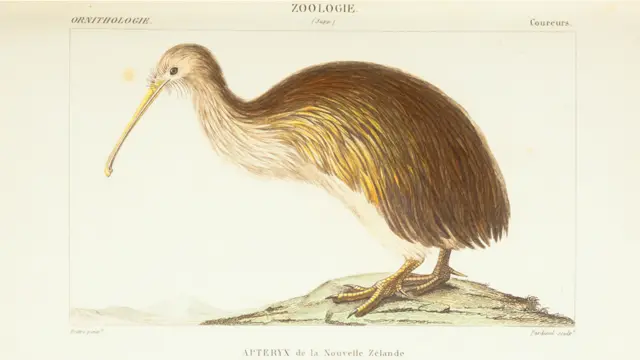 Livro publicado em 1844 traz espécies extintas e outras difíceis de serem identificadas.