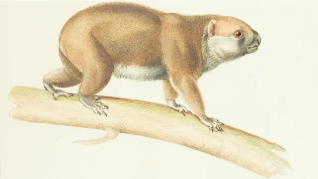 Livro publicado em 1844 traz espécies extintas e outras difíceis de serem identificadas.