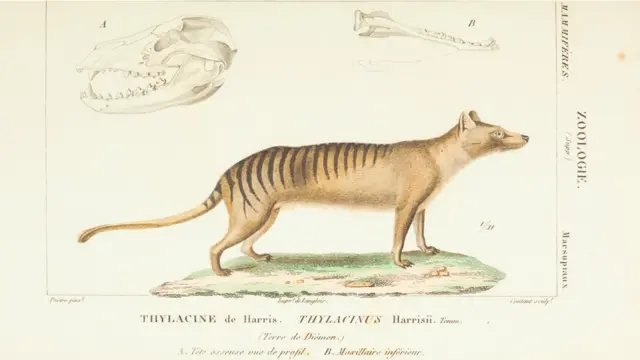 Livro publicado em 1844 traz espécies extintas e outras difíceis de serem identificadas.