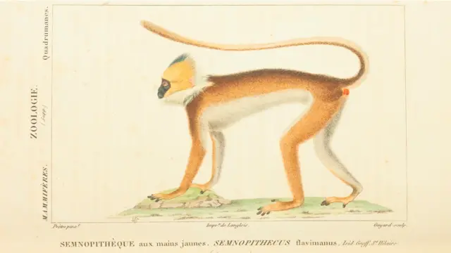 Livro publicado em 1844 traz espécies extintas e outras difíceis de serem identificadas.