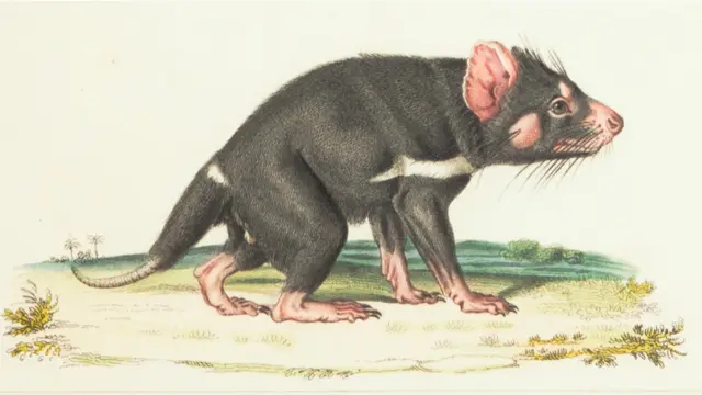 Livro publicado em 1844 traz espécies extintas e outras difíceis de serem identificadas.