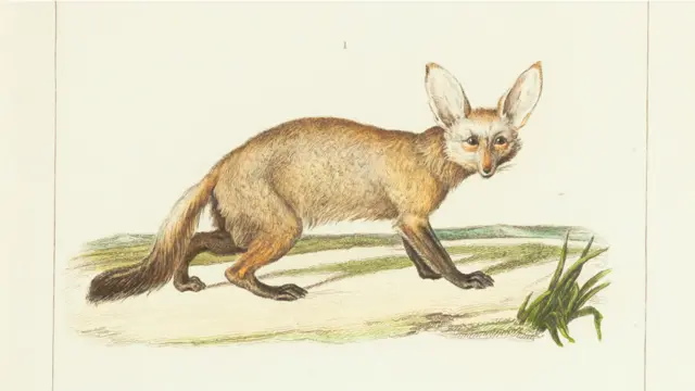 Livro publicado em 1844 traz espécies extintas e outras difíceis de serem identificadas.