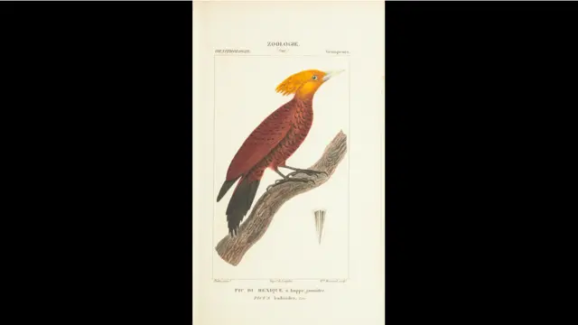 Livro publicado em 1844 traz espécies extintas e outras difíceis de serem identificadas.