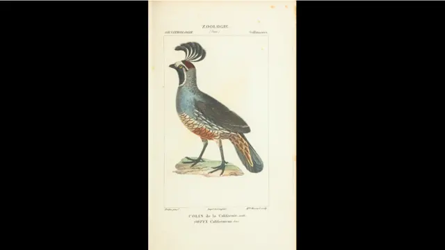 Livro publicado em 1844 traz espécies extintas e outras difíceis de serem identificadas.