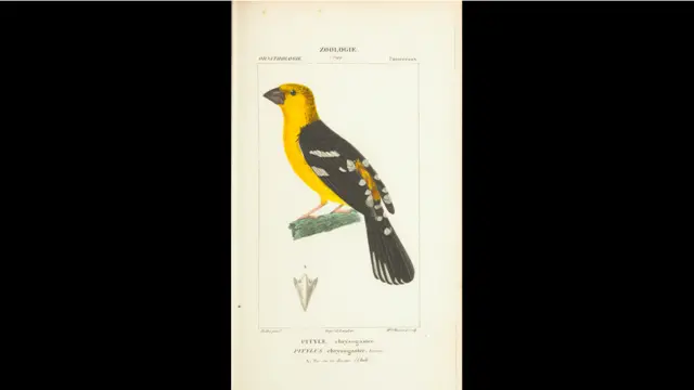 Livro publicado em 1844 traz espécies extintas e outras difíceis de serem identificadas.