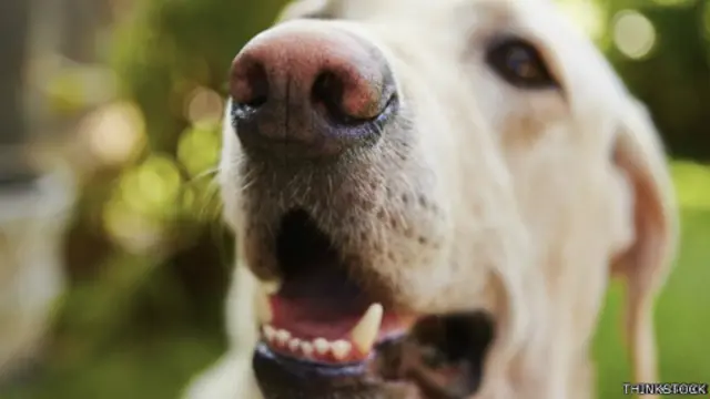 تظل الحيوانات تتمتع بحاسة شم أقوى بكثير من البشر