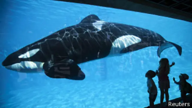 Orca en SeaWorld
