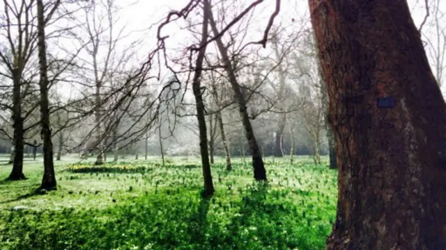 磨坊塘畔的三棵柳树，也曾兀立于水泽里。