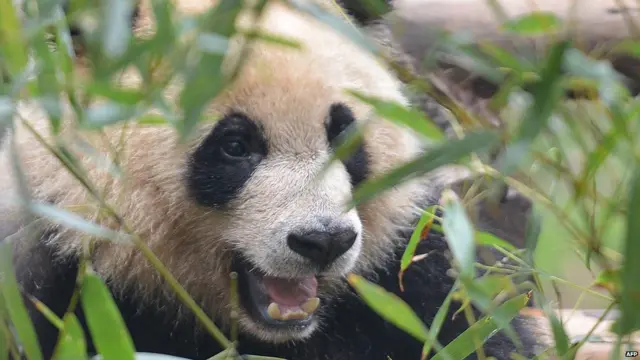 成都大熊猫繁育研究基地内一头大熊猫（26/3/2014）