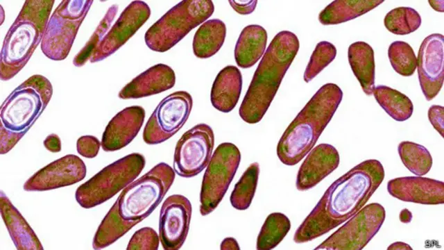 Нажосат таркибидаги фойдали моддалар заҳарли бактерияни ўлдиради