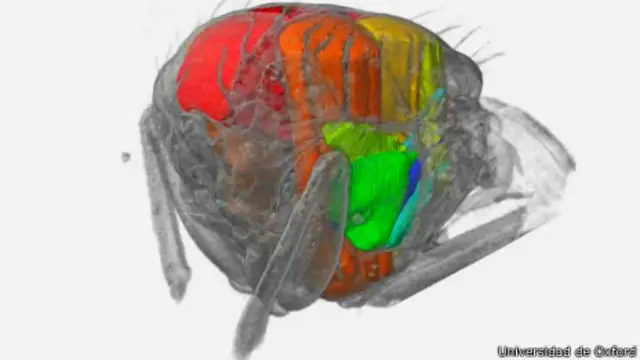 Imágenes en 3D de una mosca