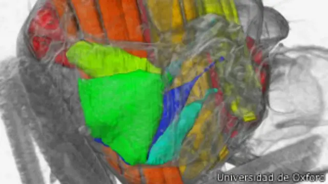 Imágenes en 3D del tórax de una mosca