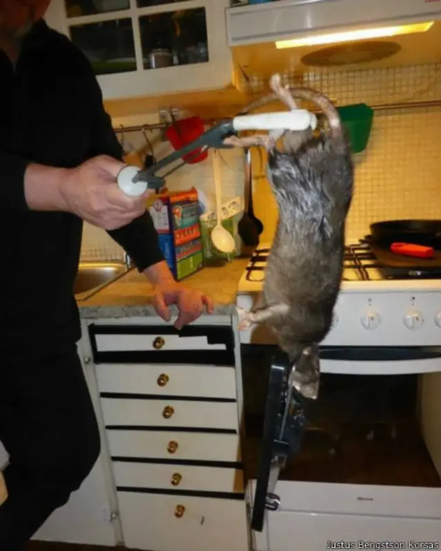 斯德哥尔摩一户居民家的厨房里出现一只连头带尾1米长的巨鼠。