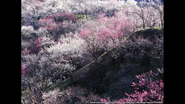 فصل الربيع في اليابان