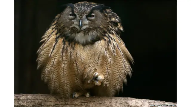 उल्लू, जर्मनी