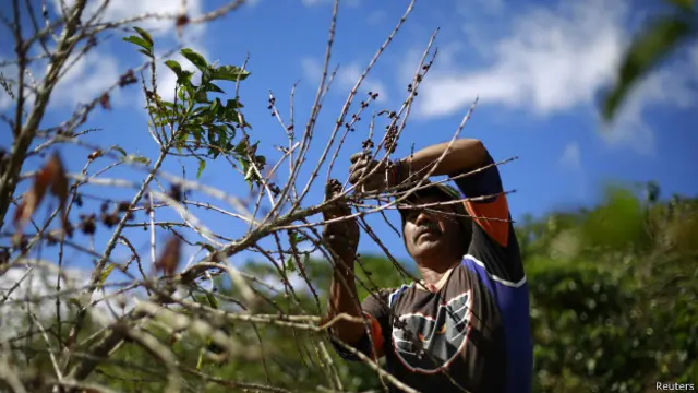 Plantação de café | Crédito: Reuters