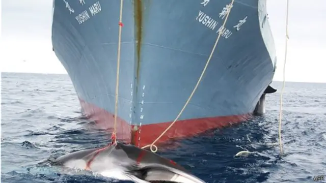 日本每年以科学研究为由捕杀大约一千条鲸鱼。