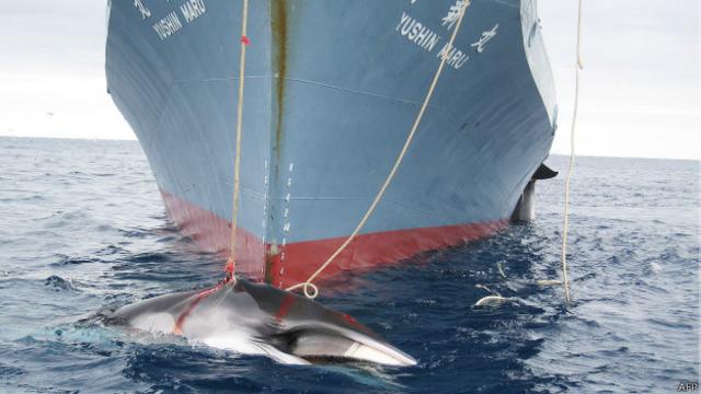 En noviembre, Japón anunció el reinicio de caza de ballenas en la Antártica.