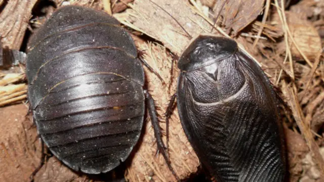 Gián đất là một loài  côn trùng được nhiều nước dùng làm thuốc