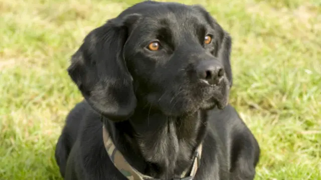 labrador