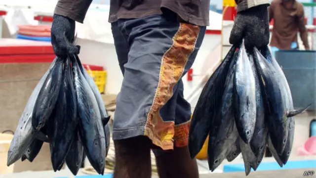 يشتغل في قطاع الثروات السمكية ما يقرب من 20 في المئة من القوى العاملة في المالديف 