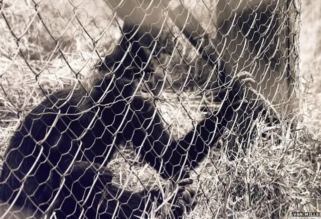 नैरोबी में जानवरों का अनाथालय, पिंजड़े से बाहर झांकता एक बंदर