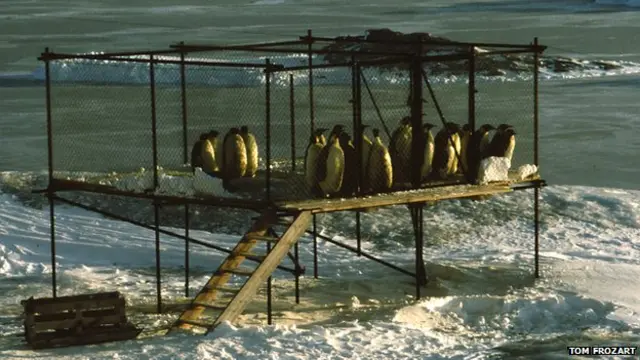 क़ैद में चिड़ियां