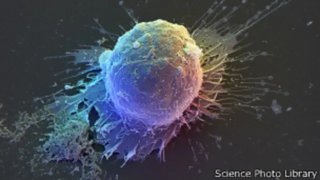 स्टेम सेल