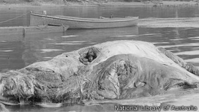 Un hombre metido en el cuerpo de una ballena (Cortesía: National Library of Australia)