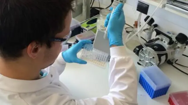 Лабораторні аналізи виокремлюють феромони