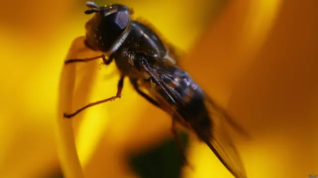 Tanda pertama dimulainya musim semi, serangga Hoverfly mengumpulkan serbuk di Hyde Park, London.
