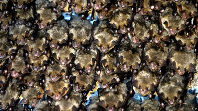 Летучие мыши