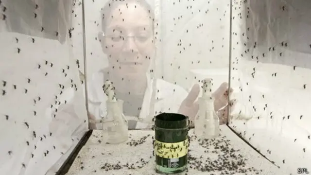 Mosquito que transmite el dengue