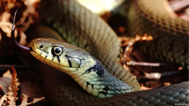 ایلن ہولمس نے دھوپ سینکتے ایک سانپ کی یہ تصویر برطانیہ کے علاقے جنوبی یاک شائر میں کھینچی۔ انہوں نے بتایا کہ ’میں نے اسے اس وقت دیکھا جب یہ میرے پاؤں پر لیٹ گیا تبھی میں نے دھیرے سے جھک کر اس کی تصویر بنا لی۔‘