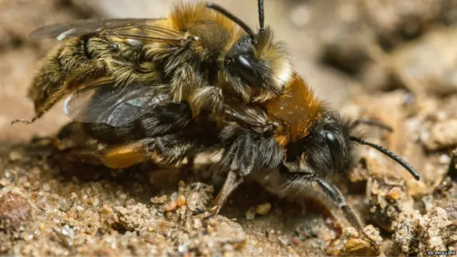 ایڈ فلپس نے کارکن شہد کی مکھیوں کے ایک چھتے کے قریب جا کر بہار میں پہلے نمودار ہونے والی اس نسل کو عکس بند کرنا چاہا۔ اس تصویر میں انہوں نے دو مکھیوں کے ملن کا منظر تصویر میں قید کر لیا۔ 