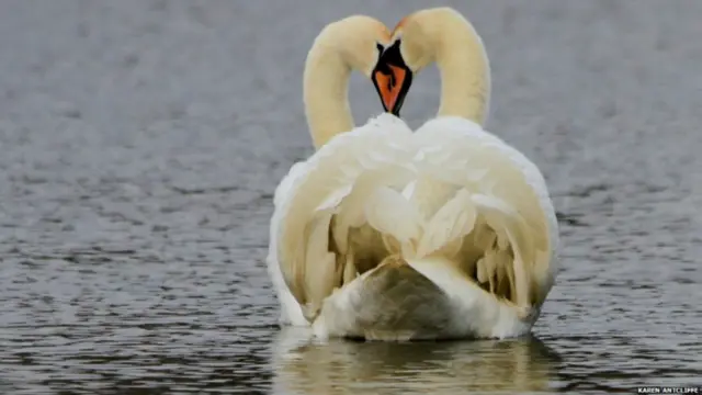 کیرن اینٹکلف نے راج ہنسوں کے اس جوڑے کی یہ رومانوی تصویر بنائی۔ یہ پرندے جوڑا بننے کے بعد عموماً تاحیات ایک دوسرے کا ساتھ نبھاتے ہیں۔