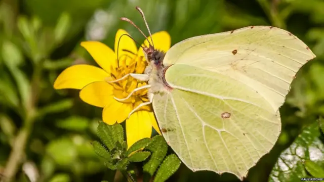 موسمِ بہار کے شروع ہوتے ہی شوقین فوٹوگرافروں کو موقع مل گیا ہے کہ وہ برطانیہ میں جنگلی حیات کی تصاویر اتاریں۔ پال رچی نے بہار کے آمد پر نمودار ہونے والی اس تتلی کی تصویر بنائی۔