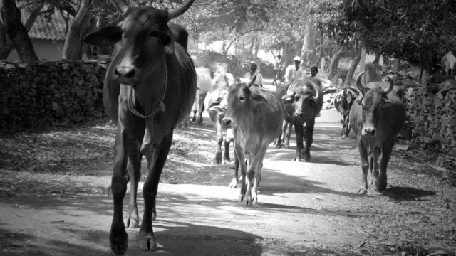 क़तार का आख़िरी, नोटा, बस्तर
