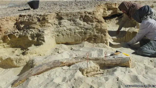 ماہرین کو ہاتھی دانت کے علاوہ دیگر جانوروں کی قدیم نسلوں کے بھی باقیات ملے ہیں