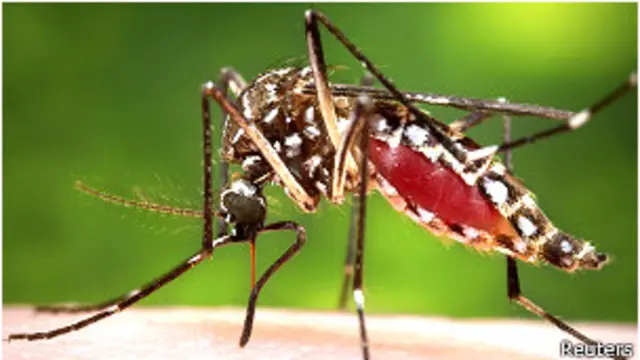 Mosquito Aedes aegypti