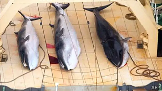 Ballenas en la cubierta de un barco 