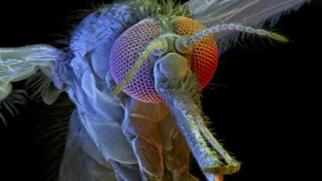 هرکال د هوا په تودېدو سره افغانستان کې ملریا او کال دانې لېږدوونکې حشرې د هېواد بېلابېلو سیمو ته دغه ناروغي لېږدوي.