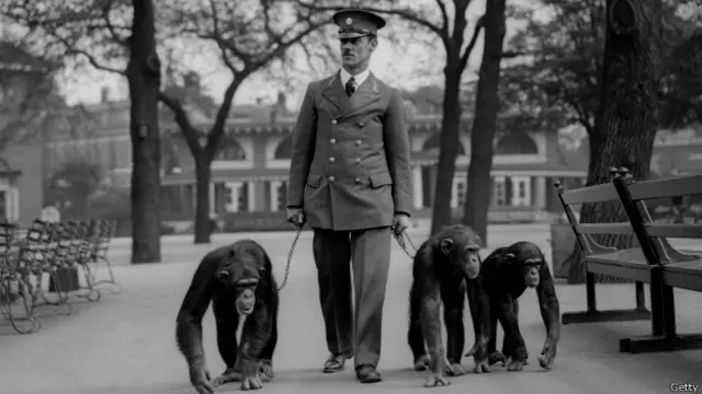 Guardia con chimpancés en Londres