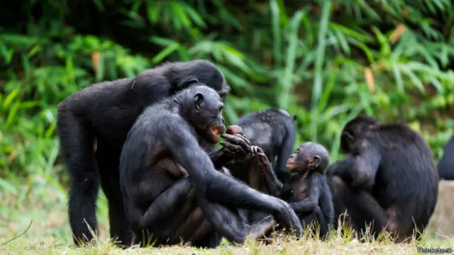 Bonobos