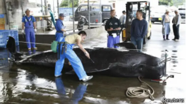 फिन व्हेल