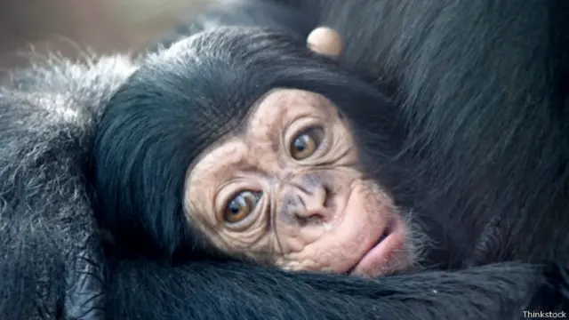 Chimpancé bebé
